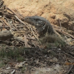 Varanus rosenbergi (Heath or Rosenberg's Monitor) at Tharwa, ACT - 14 Nov 2018 by DonFletcher