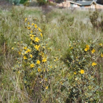 Hibbertia obtusifolia (Grey Guinea-flower) at Conder, ACT - 16 Oct 1999 by michaelb