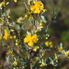 Hibbertia obtusifolia (Grey Guinea-flower) at Conder, ACT - 3 Nov 2000 by michaelb