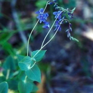 Veronica perfoliata at Conder, ACT - 19 Dec 2000