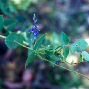 Veronica perfoliata at Conder, ACT - 1 Dec 2001 12:00 AM