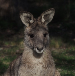 Macropus giganteus at Banks, ACT - 19 Jul 2019 12:00 AM