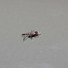 Cryptanusia sp. (genus) (A parasite wasp) at Acton, ACT - 14 Aug 2019 by TimL