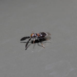 Cryptanusia sp. (genus) at Acton, ACT - 14 Aug 2019