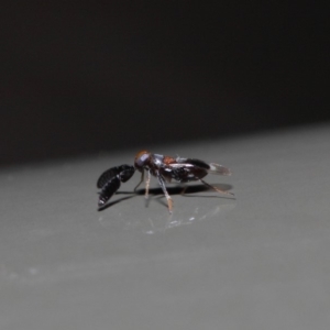 Cryptanusia sp. (genus) at Acton, ACT - 14 Aug 2019