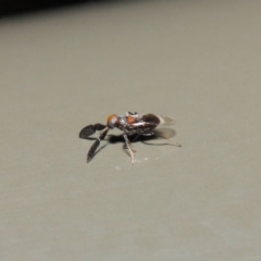 Cryptanusia sp. (genus) at Acton, ACT - 14 Aug 2019