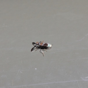 Cryptanusia sp. (genus) at Acton, ACT - 14 Aug 2019