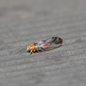 Psyllidae sp. (family) at Hackett, ACT - 14 Aug 2019 12:04 PM