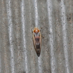 Psyllidae sp. (family) at Hackett, ACT - 14 Aug 2019 12:04 PM