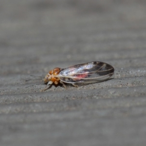 Psyllidae sp. (family) at Hackett, ACT - 14 Aug 2019 12:04 PM