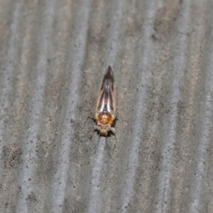 Psyllidae sp. (family) at Hackett, ACT - 14 Aug 2019 12:04 PM