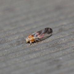 Psyllidae sp. (family) at Hackett, ACT - 14 Aug 2019 12:04 PM