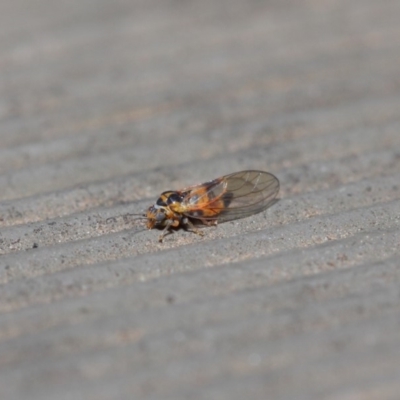 Psyllidae sp. (family) (Unidentified psyllid or lerp insect) at Hackett, ACT - 14 Aug 2019 by TimL