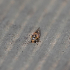 Psyllidae sp. (family) at Hackett, ACT - 14 Aug 2019