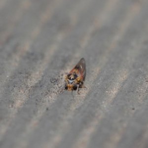 Psyllidae sp. (family) at Hackett, ACT - 14 Aug 2019