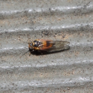 Psyllidae sp. (family) at Hackett, ACT - 14 Aug 2019