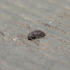Psocodea 'Psocoptera' sp. (order) (Unidentified plant louse) at Hackett, ACT - 14 Aug 2019 by TimL