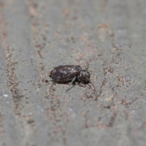 Psocodea 'Psocoptera' sp. (order) at Hackett, ACT - 14 Aug 2019