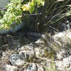 Varanus rosenbergi at Michelago, NSW - 18 Dec 2012