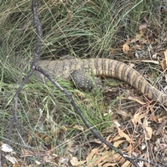 Varanus rosenbergi (Heath or Rosenberg's Monitor) at Michelago, NSW - 18 Nov 2018 by Illilanga