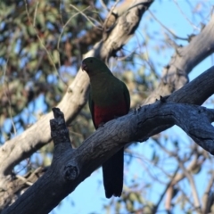 Alisterus scapularis (Australian King-Parrot) at Symonston, ACT - 2 Aug 2019 by Mike