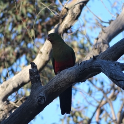 Alisterus scapularis (Australian King-Parrot) at Symonston, ACT - 2 Aug 2019 by Mike