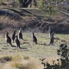 Macropus giganteus (Eastern Grey Kangaroo) at O'Malley, ACT - 12 Aug 2019 by Mike