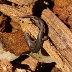 Lampropholis delicata (Delicate Skink) at O'Malley, ACT - 12 Aug 2019 by Mike