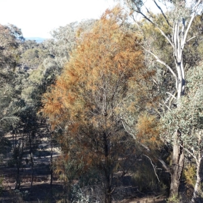 Allocasuarina verticillata (Drooping Sheoak) at Jerrabomberra, ACT - 12 Aug 2019 by Mike