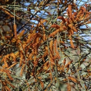 Allocasuarina verticillata at Isaacs Ridge - 12 Aug 2019 03:31 PM