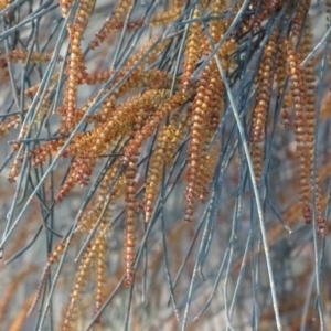 Allocasuarina verticillata at Isaacs Ridge - 12 Aug 2019 03:31 PM