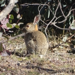 Oryctolagus cuniculus at Jerrabomberra, ACT - 13 Aug 2019