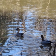 Chenonetta jubata (Australian Wood Duck) at Jerrabomberra, ACT - 13 Aug 2019 by Mike