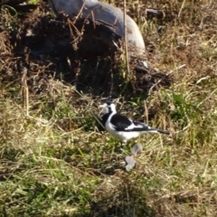 Grallina cyanoleuca (Magpie-lark) at Jerrabomberra, ACT - 13 Aug 2019 by Mike