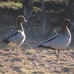 Chenonetta jubata (Australian Wood Duck) at Symonston, ACT - 13 Aug 2019 by Mike