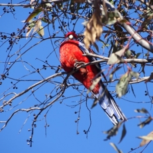 Platycercus elegans at Isaacs Ridge - 14 Aug 2019