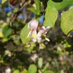 Lonicera fragrantissima (Winter Honeysuckle) at Isaacs Ridge - 14 Aug 2019 by Mike