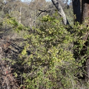 Lonicera fragrantissima at Isaacs Ridge - 14 Aug 2019 03:18 PM