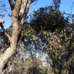 Muellerina eucalyptoides (Creeping Mistletoe) at Isaacs Ridge - 14 Aug 2019 by Mike