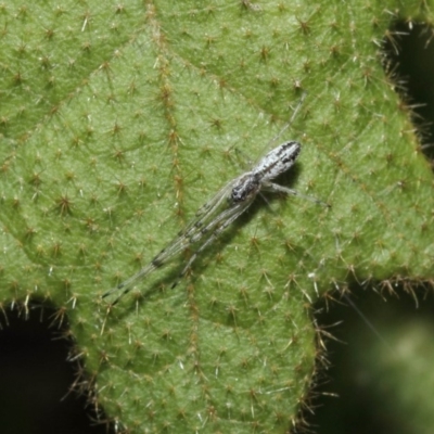 Tetragnatha sp. (genus) (Long-jawed spider) at Acton, ACT - 14 Aug 2019 by TimL