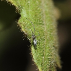 Tetragnatha sp. (genus) at ANBG - 14 Aug 2019