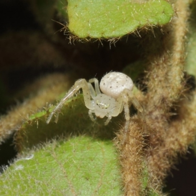 Australomisidia sp. (genus) (Flower spider) at ANBG - 14 Aug 2019 by TimL