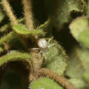 Australomisidia sp. (genus) at Acton, ACT - 14 Aug 2019 12:28 PM