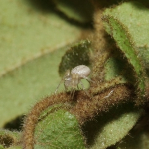 Australomisidia sp. (genus) at Acton, ACT - 14 Aug 2019 12:28 PM