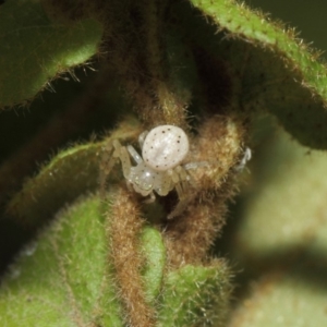 Australomisidia sp. (genus) at Acton, ACT - 14 Aug 2019 12:28 PM