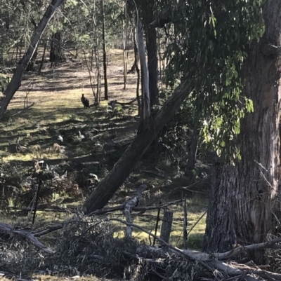 Osphranter robustus (Wallaroo) at Mittagong, NSW - 7 Aug 2019 by Margot