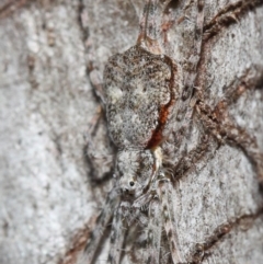 Tamopsis sp. (genus) at Hackett, ACT - 14 Aug 2019 12:51 PM