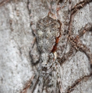 Tamopsis sp. (genus) at Hackett, ACT - 14 Aug 2019 12:51 PM