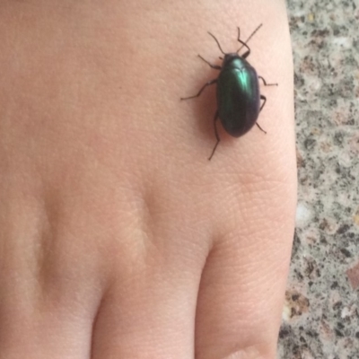 Chalcopteroides sp. (genus) (Rainbow darkling beetle) at Pambula Preschool - 16 Aug 2019 by elizabethgleeson