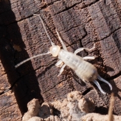 Forficula auricularia (European Earwig) at Fyshwick, ACT - 16 Aug 2019 by rawshorty